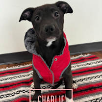 Thumbnail photo of Charlie5 #1