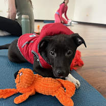 Thumbnail photo of Charlie5 #3