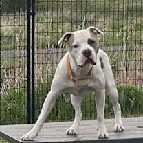 Thumbnail photo of Buster #1