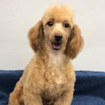 Thumbnail photo of McCartney #1