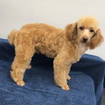 Thumbnail photo of McCartney #3