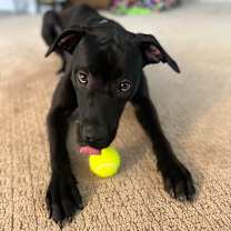 Thumbnail photo of Penny #1