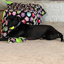 Thumbnail photo of Penny #3