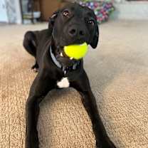 Thumbnail photo of Penny #2