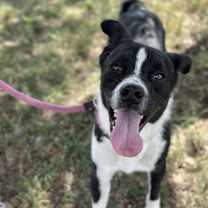 Thumbnail photo of Mailin #2