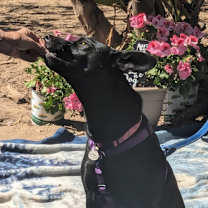 Thumbnail photo of DAISY Give me yr ANSWER TRUE:- #3