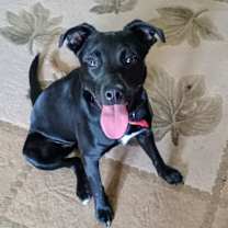 Thumbnail photo of Ember #1