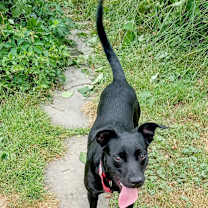 Thumbnail photo of Ember #3