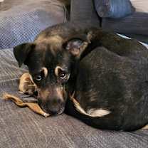 Thumbnail photo of Daisy #1