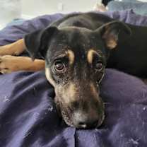 Thumbnail photo of Daisy #4