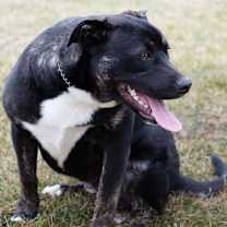 Thumbnail photo of Finn #2