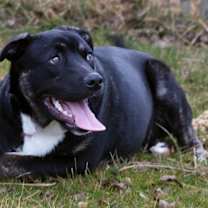 Thumbnail photo of Finn #4