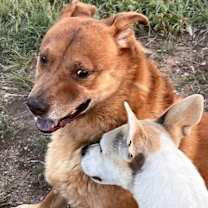 Thumbnail photo of RUSTY #3