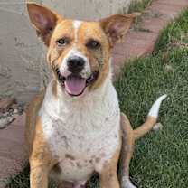 adopt-pet
