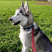 Thumbnail photo of Echo #1