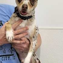 Thumbnail photo of Bruno #1