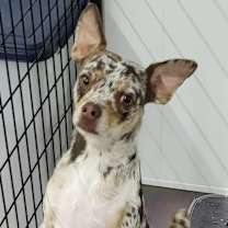 Thumbnail photo of Bruno #2