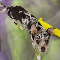 Thumbnail photo of Bruno #3