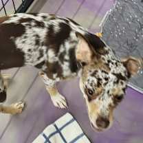 Thumbnail photo of Bruno #4