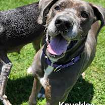 Thumbnail photo of Knuckles #2