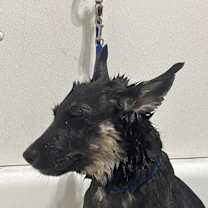 Thumbnail photo of Bruiser #2