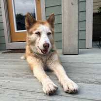 Thumbnail photo of Gracie - Sweet survivor ready for love #4