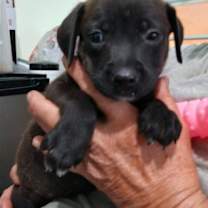 Thumbnail photo of Lucy #1