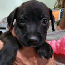 Thumbnail photo of Lucy #3