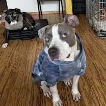 Thumbnail photo of Billy Bob - AVAILABLE #3