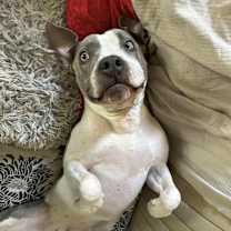 Thumbnail photo of Billy Bob - AVAILABLE #4