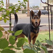 adopt-pet