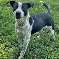 Thumbnail photo of Buck #1