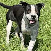 Thumbnail photo of Buck #3