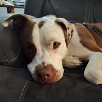 Thumbnail photo of Zeke #1