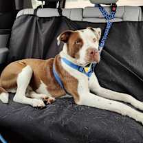 Thumbnail photo of Zeke #2