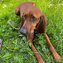 Thumbnail photo of Luke #1
