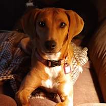 Thumbnail photo of Georgie Girl #1