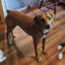 Thumbnail photo of Georgie Girl #2