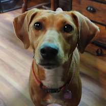 Thumbnail photo of Georgie Girl #3