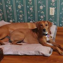 Thumbnail photo of Georgie Girl #4