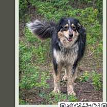 Thumbnail photo of Stella #1