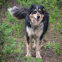 Thumbnail photo of Stella #2