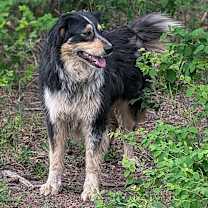Thumbnail photo of Stella #3