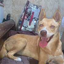 Thumbnail photo of Vela #4