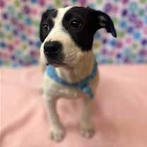 Thumbnail photo of Delilah #3