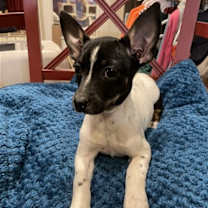Thumbnail photo of Macy #4