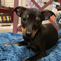 Thumbnail photo of Nacho #4