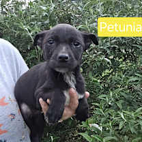 Thumbnail photo of Petunia #1
