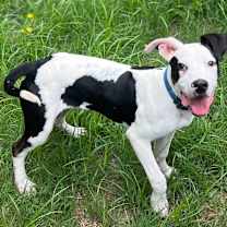 Thumbnail photo of Ryland #1