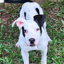 Thumbnail photo of Ryland #2